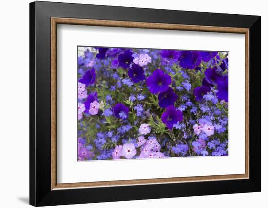 Close Up of Purple Flowers, York, Maine, USA-Julien McRoberts-Framed Photographic Print