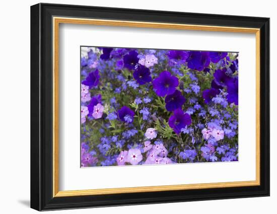 Close Up of Purple Flowers, York, Maine, USA-Julien McRoberts-Framed Photographic Print