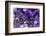 Close Up of Purple Flowers, York, Maine, USA-Julien McRoberts-Framed Photographic Print