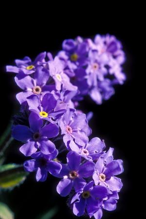 Close Up Of Purple Forget Me Not Flowers Photographic Print By Tom Murphy Art Com