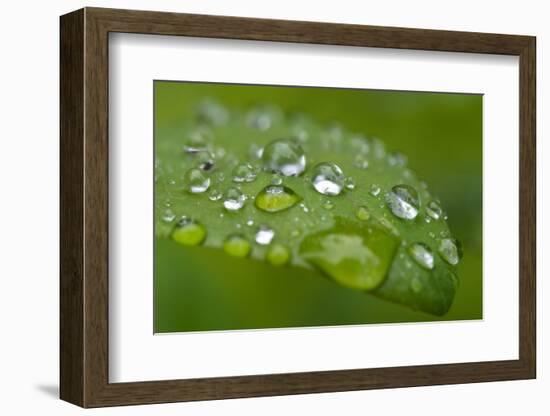 Close-up of Rain Droplets on Leaf-Matt Freedman-Framed Photographic Print