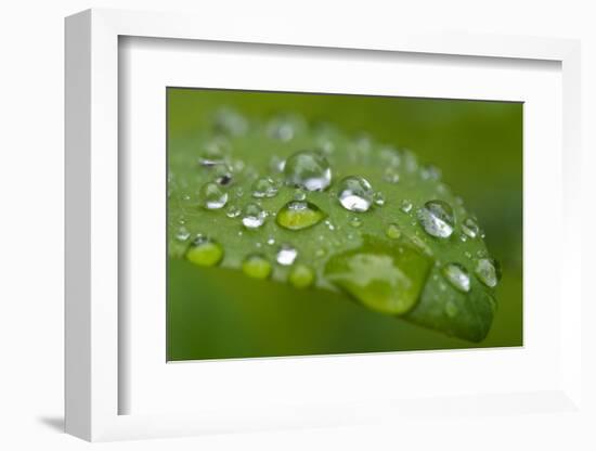 Close-up of Rain Droplets on Leaf-Matt Freedman-Framed Photographic Print