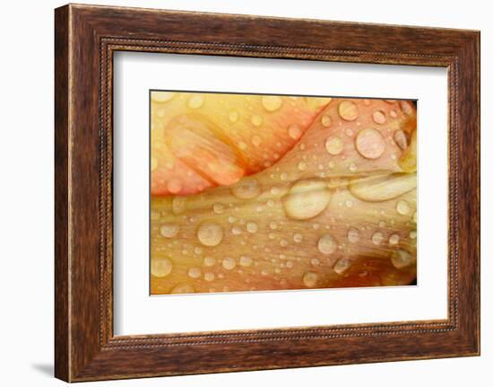 Close-up of Rain Droplets on Orange Tulip Petals-Matt Freedman-Framed Photographic Print