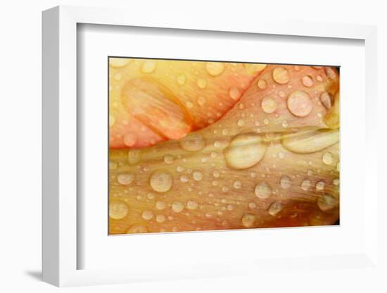 Close-up of Rain Droplets on Orange Tulip Petals-Matt Freedman-Framed Photographic Print