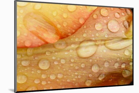 Close-up of Rain Droplets on Orange Tulip Petals-Matt Freedman-Mounted Photographic Print