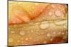 Close-up of Rain Droplets on Orange Tulip Petals-Matt Freedman-Mounted Photographic Print