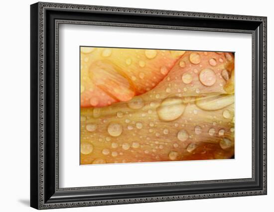 Close-up of Rain Droplets on Orange Tulip Petals-Matt Freedman-Framed Photographic Print