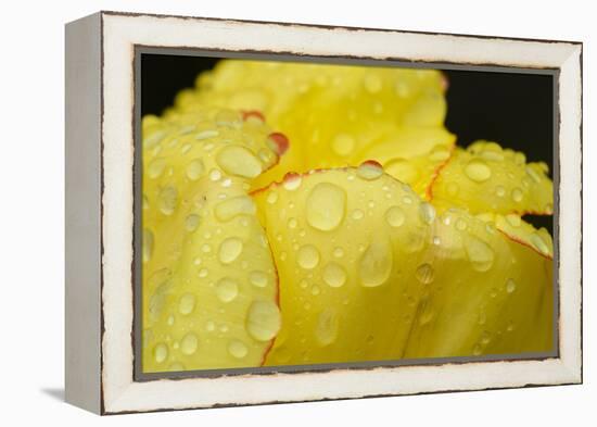 Close-up of Rain Droplets on Yellow Tulip Petals-Matt Freedman-Framed Premier Image Canvas