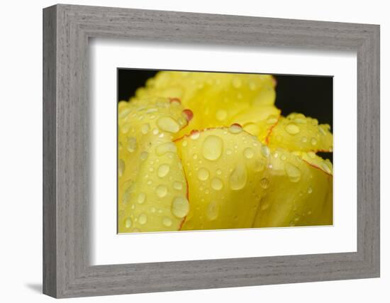 Close-up of Rain Droplets on Yellow Tulip Petals-Matt Freedman-Framed Photographic Print