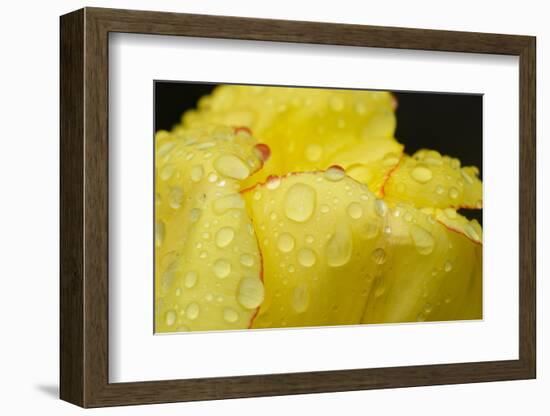 Close-up of Rain Droplets on Yellow Tulip Petals-Matt Freedman-Framed Photographic Print