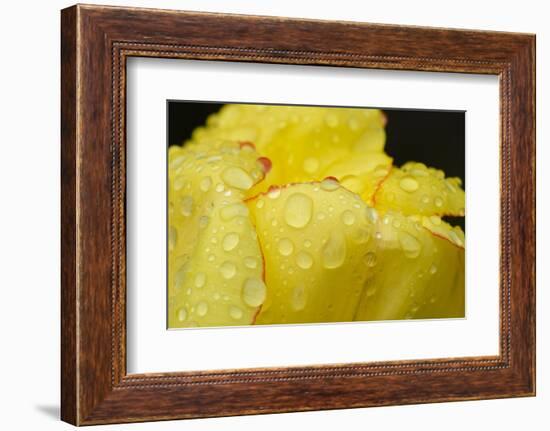 Close-up of Rain Droplets on Yellow Tulip Petals-Matt Freedman-Framed Photographic Print