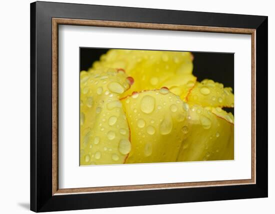 Close-up of Rain Droplets on Yellow Tulip Petals-Matt Freedman-Framed Photographic Print