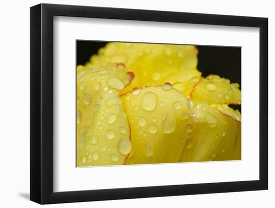 Close-up of Rain Droplets on Yellow Tulip Petals-Matt Freedman-Framed Photographic Print