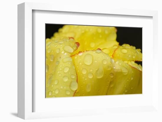 Close-up of Rain Droplets on Yellow Tulip Petals-Matt Freedman-Framed Photographic Print