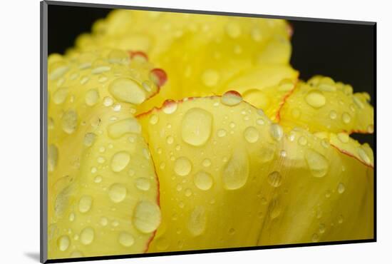 Close-up of Rain Droplets on Yellow Tulip Petals-Matt Freedman-Mounted Photographic Print