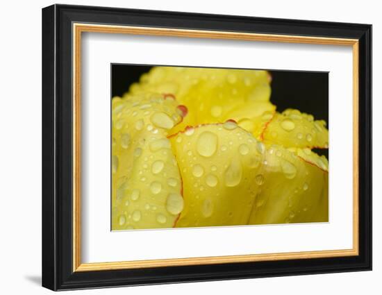 Close-up of Rain Droplets on Yellow Tulip Petals-Matt Freedman-Framed Photographic Print