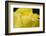 Close-up of Rain Droplets on Yellow Tulip Petals-Matt Freedman-Framed Photographic Print