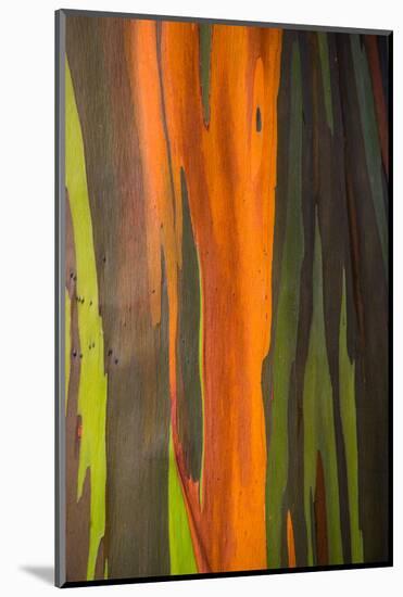 Close-up of Rainbow Eucalyptus (Eucalyptus deglupta) tree, Maui, Hawaii, USA-null-Mounted Photographic Print