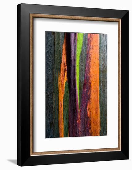 Close-up of Rainbow Eucalyptus (Eucalyptus deglupta) tree, Maui, Hawaii, USA-null-Framed Photographic Print