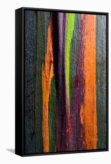 Close-up of Rainbow Eucalyptus (Eucalyptus deglupta) tree, Maui, Hawaii, USA-null-Framed Stretched Canvas