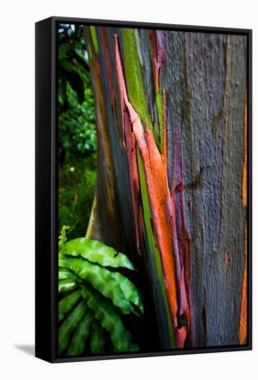 Close-up of Rainbow Eucalyptus (Eucalyptus deglupta) tree, Maui, Hawaii, USA-null-Framed Stretched Canvas