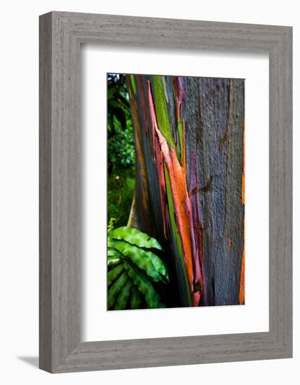 Close-up of Rainbow Eucalyptus (Eucalyptus deglupta) tree, Maui, Hawaii, USA-null-Framed Photographic Print