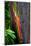 Close-up of Rainbow Eucalyptus (Eucalyptus deglupta) tree, Maui, Hawaii, USA-null-Mounted Photographic Print