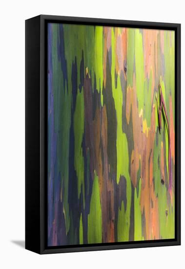 Close-Up of Rainbow Eucalyptus-Terry Eggers-Framed Premier Image Canvas