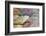 Close-up of Rainbow Vista, Valley of Fire State Park, Nevada, USA.-Michel Hersen-Framed Photographic Print