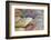 Close-up of Rainbow Vista, Valley of Fire State Park, Nevada, USA.-Michel Hersen-Framed Photographic Print