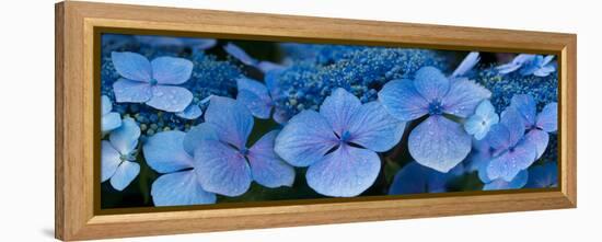 Close-Up of Raindrops on Blue Hydrangea Flowers-null-Framed Stretched Canvas