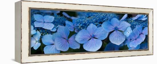 Close-Up of Raindrops on Blue Hydrangea Flowers-null-Framed Stretched Canvas