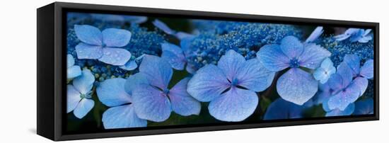 Close-Up of Raindrops on Blue Hydrangea Flowers-null-Framed Stretched Canvas