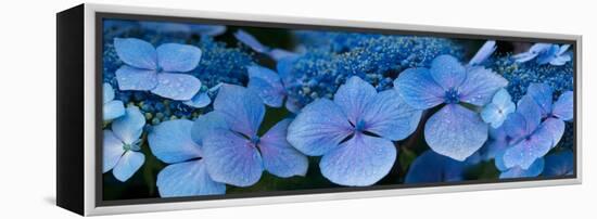 Close-Up of Raindrops on Blue Hydrangea Flowers-null-Framed Stretched Canvas