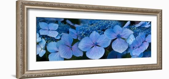 Close-Up of Raindrops on Blue Hydrangea Flowers-null-Framed Premium Photographic Print