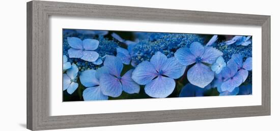 Close-Up of Raindrops on Blue Hydrangea Flowers-null-Framed Premium Photographic Print