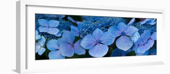 Close-Up of Raindrops on Blue Hydrangea Flowers-null-Framed Premium Photographic Print