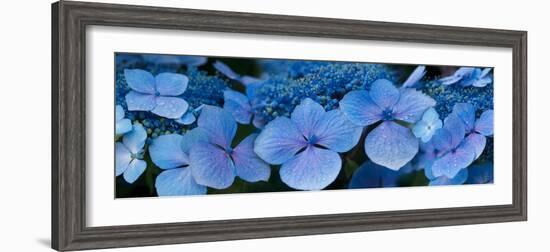 Close-Up of Raindrops on Blue Hydrangea Flowers-null-Framed Photographic Print