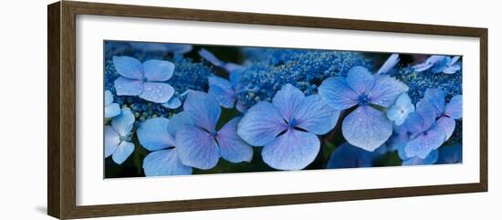 Close-Up of Raindrops on Blue Hydrangea Flowers-null-Framed Photographic Print