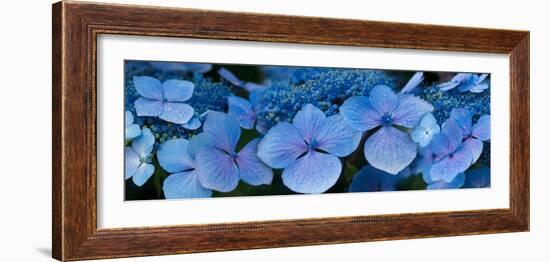 Close-Up of Raindrops on Blue Hydrangea Flowers-null-Framed Photographic Print