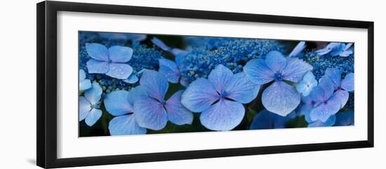 Close-Up of Raindrops on Blue Hydrangea Flowers-null-Framed Photographic Print