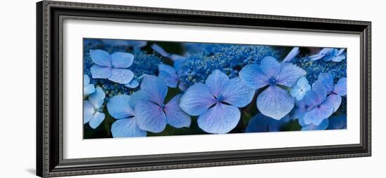 Close-Up of Raindrops on Blue Hydrangea Flowers-null-Framed Photographic Print