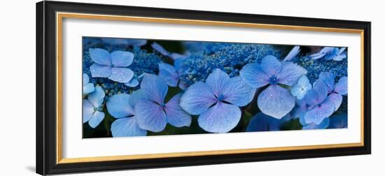 Close-Up of Raindrops on Blue Hydrangea Flowers-null-Framed Photographic Print