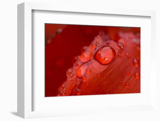 Close-up of raindrops on tulip petal.-Matt Freedman-Framed Photographic Print