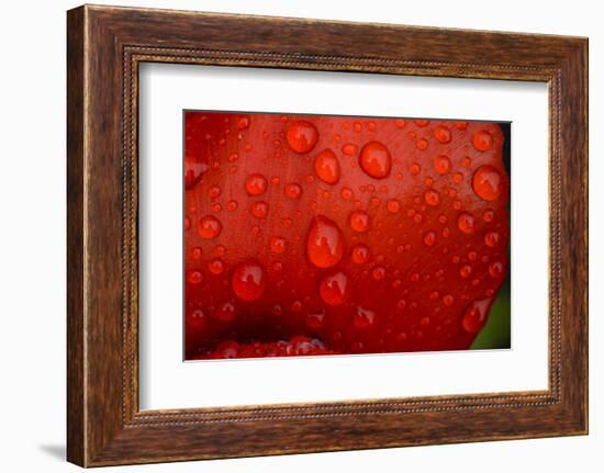 Close-up of raindrops on tulip petal.-Matt Freedman-Framed Photographic Print