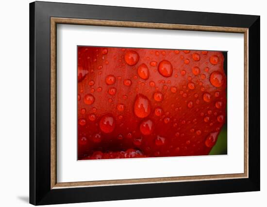 Close-up of raindrops on tulip petal.-Matt Freedman-Framed Photographic Print