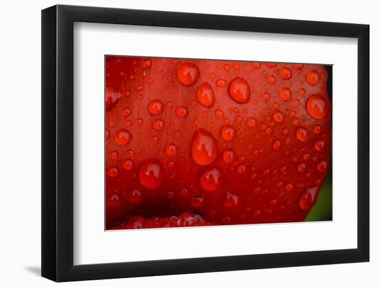 Close-up of raindrops on tulip petal.-Matt Freedman-Framed Photographic Print