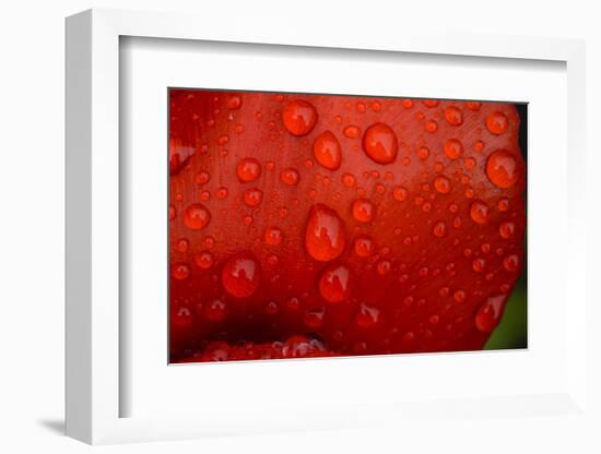 Close-up of raindrops on tulip petal.-Matt Freedman-Framed Photographic Print