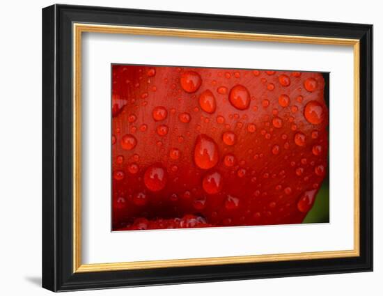 Close-up of raindrops on tulip petal.-Matt Freedman-Framed Photographic Print