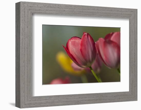 Close Up of Red and Yellow Tulips in Garden-Rona Schwarz-Framed Photographic Print